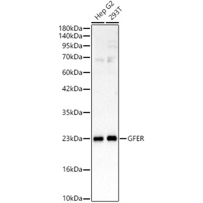 GFER Rabbit Polyclonal Antibody