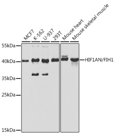 HIF1AN/FIH1 Rabbit Polyclonal Antibody [KO Validated]