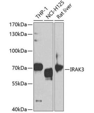 IRAK3 Rabbit Polyclonal Antibody