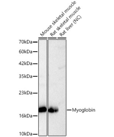 Myoglobin Rabbit Polyclonal Antibody