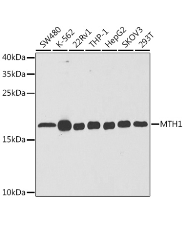 MTH1 Rabbit Polyclonal Antibody