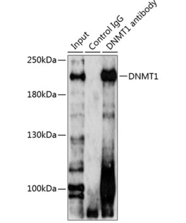 DNMT1 Rabbit Polyclonal Antibody