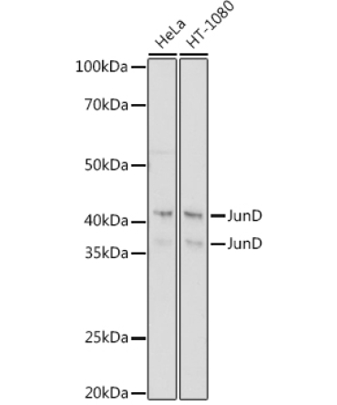 JunD Rabbit Monoclonal Antibody