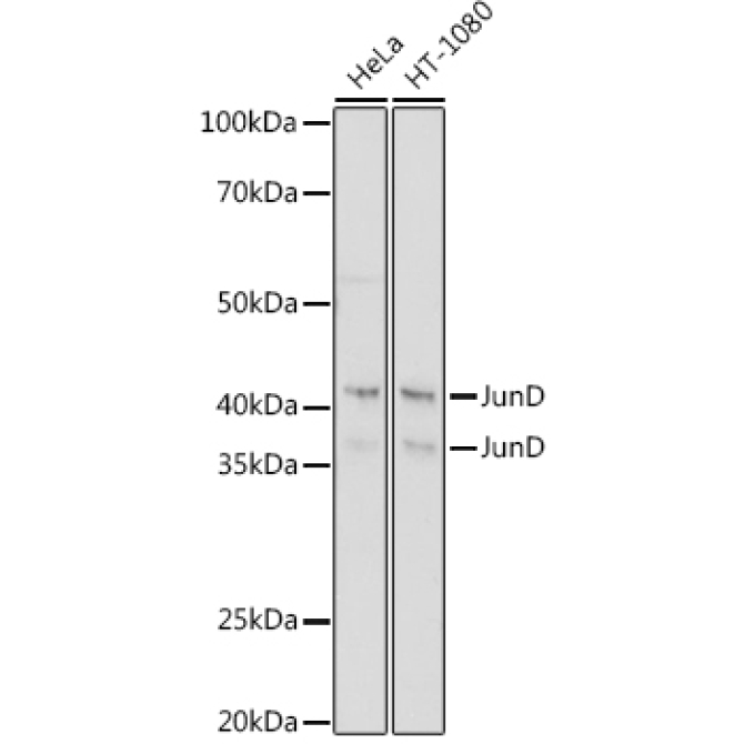 JunD Rabbit Monoclonal Antibody