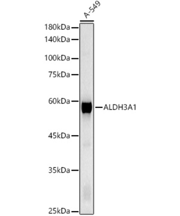 ALDH3A1 Rabbit Polyclonal Antibody
