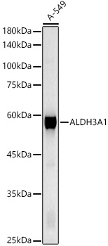 ALDH3A1 Rabbit Polyclonal Antibody