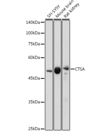 CTSA Rabbit Polyclonal Antibody