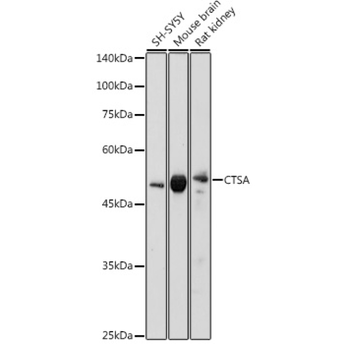 CTSA Rabbit Polyclonal Antibody