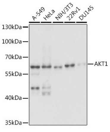 AKT1 Rabbit Polyclonal Antibody