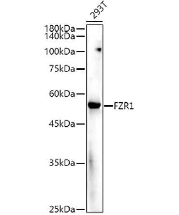FZR1 Rabbit Polyclonal Antibody