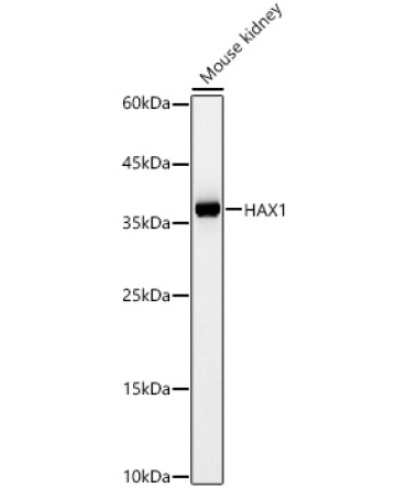 HAX1 Rabbit Polyclonal Antibody