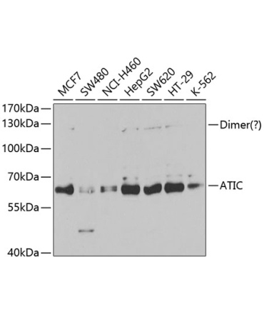ATIC Rabbit Polyclonal Antibody