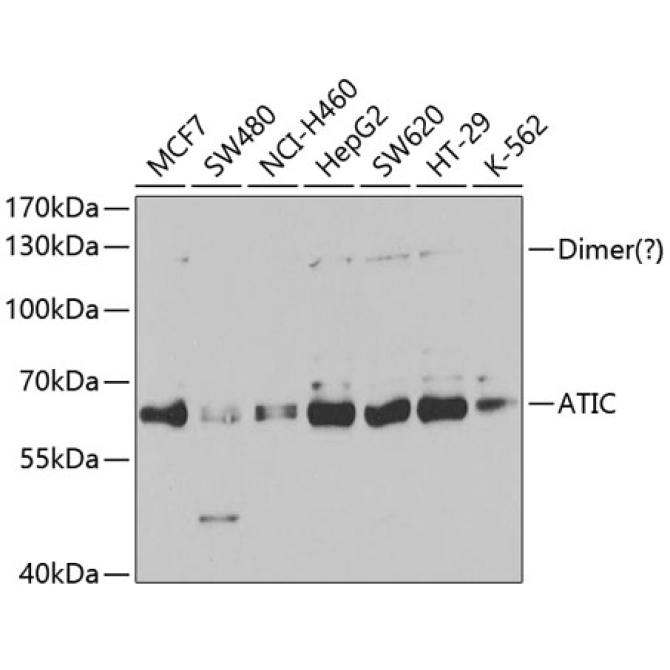 ATIC Rabbit Polyclonal Antibody