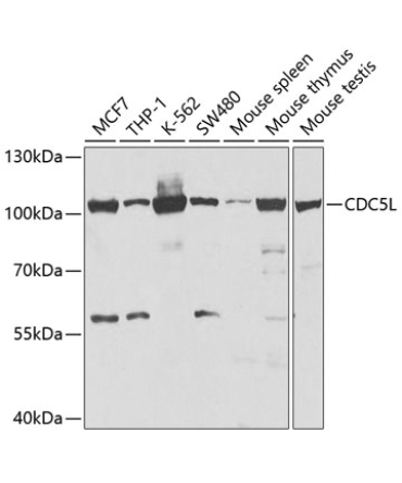 CDC5L Rabbit Polyclonal Antibody