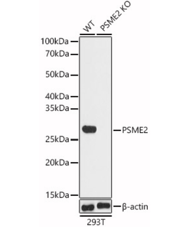 PSME2 Rabbit Polyclonal Antibody [KO Validated]