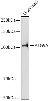 ATG9A Rabbit Polyclonal Antibody