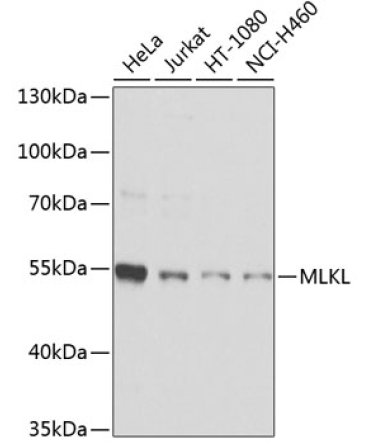 MLKL Rabbit Polyclonal Antibody