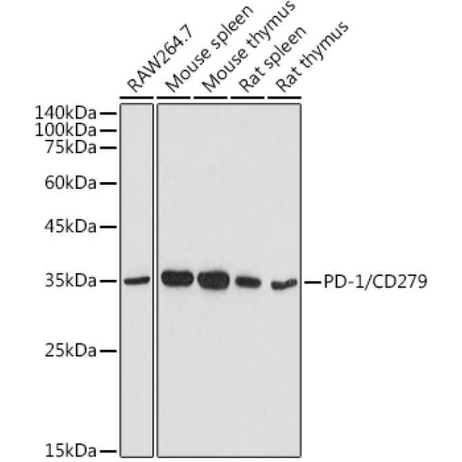PD-1/CD279 Rabbit Polyclonal Antibody [KO Validated]