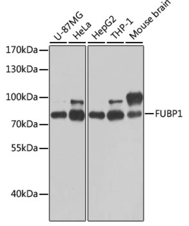 FUBP1 Rabbit Polyclonal Antibody