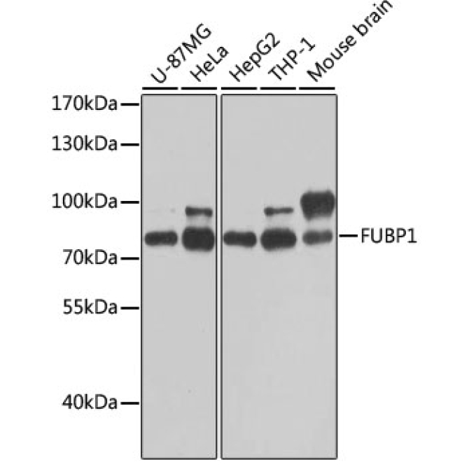FUBP1 Rabbit Polyclonal Antibody