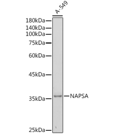 NAPSA Rabbit Polyclonal Antibody