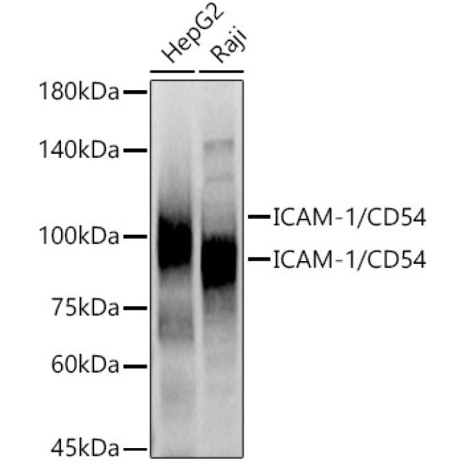 ICAM-1/CD54 Rabbit Polyclonal Antibody