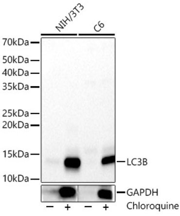 LC3B Rabbit Polyclonal Antibody