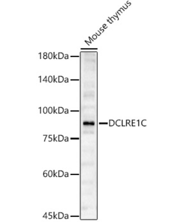 DCLRE1C Rabbit Polyclonal Antibody