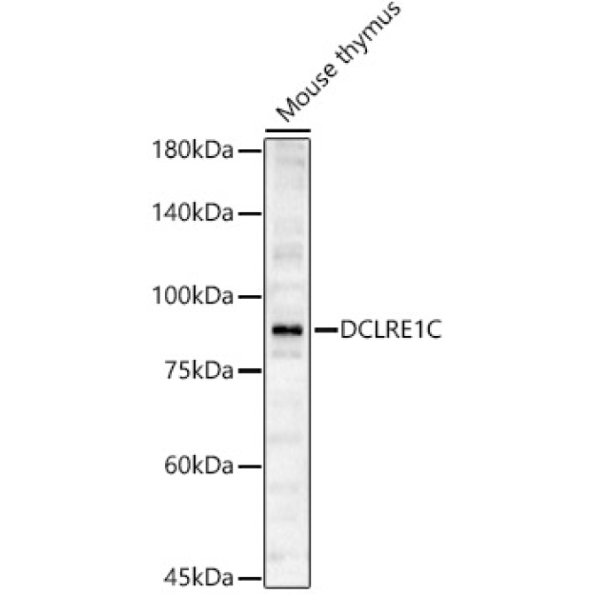 DCLRE1C Rabbit Polyclonal Antibody