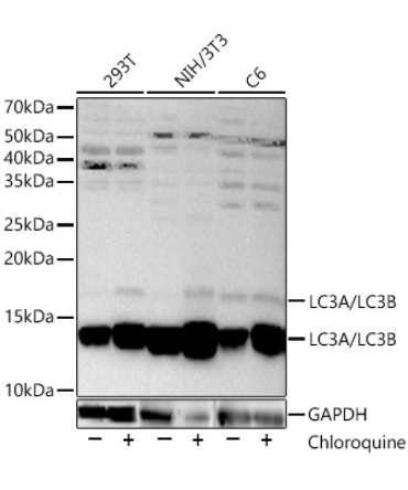 LC3A/LC3B Rabbit Polyclonal Antibody