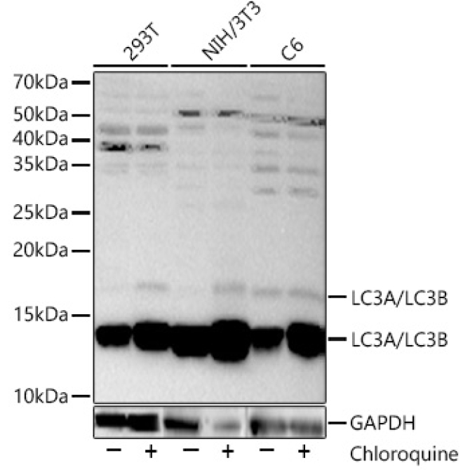 LC3A/LC3B Rabbit Polyclonal Antibody