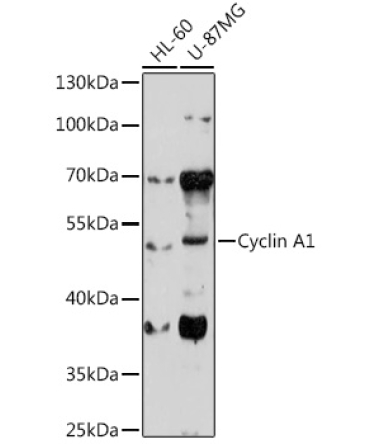Cyclin A1 Rabbit Polyclonal Antibody