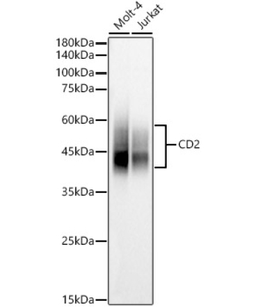 CD2 Rabbit Polyclonal Antibody