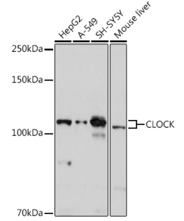 CLOCK Rabbit Polyclonal Antibody