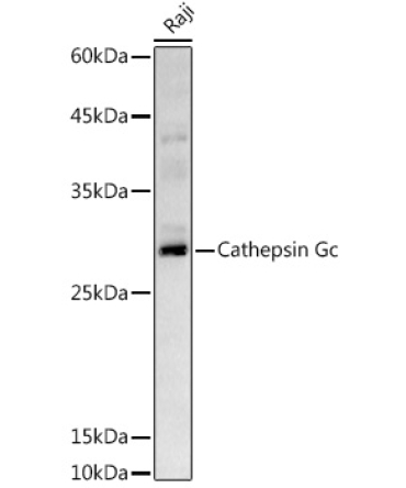 Cathepsin G Rabbit Polyclonal Antibody