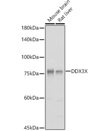 DDX3X Rabbit Polyclonal Antibody