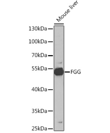 FGG Rabbit Polyclonal Antibody