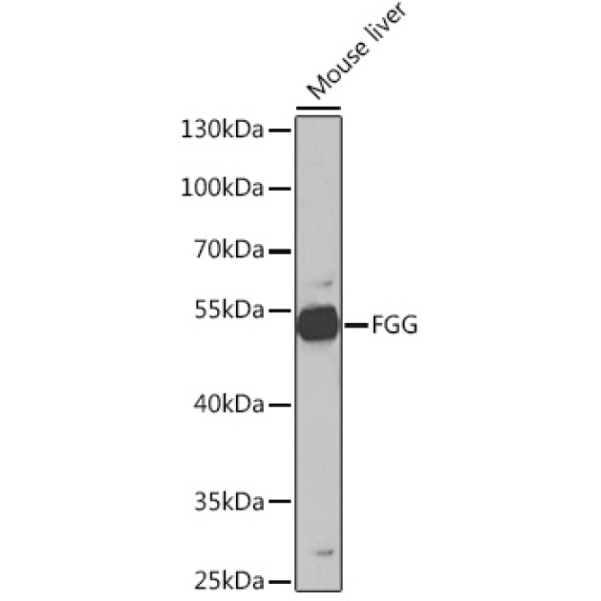 FGG Rabbit Polyclonal Antibody