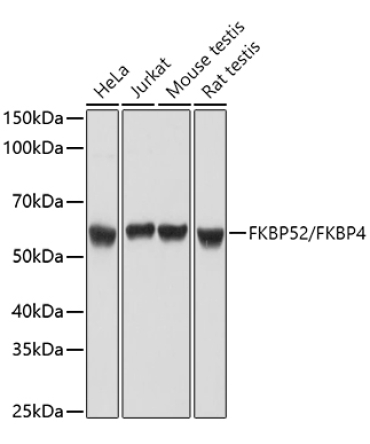 FKBP52/FKBP4 Rabbit Polyclonal Antibody