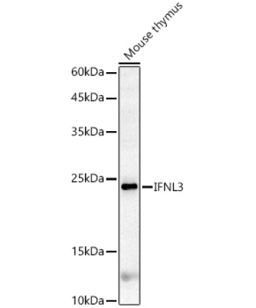 IFNL3 Rabbit Polyclonal Antibody