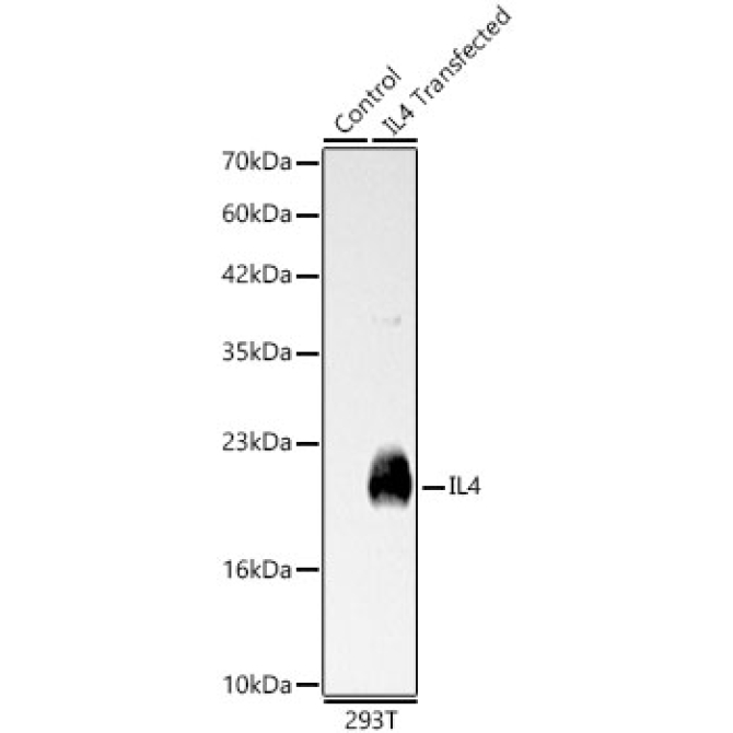 IL4 Rabbit Polyclonal Antibody
