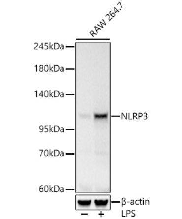 NLRP3 Rabbit Polyclonal Antibody