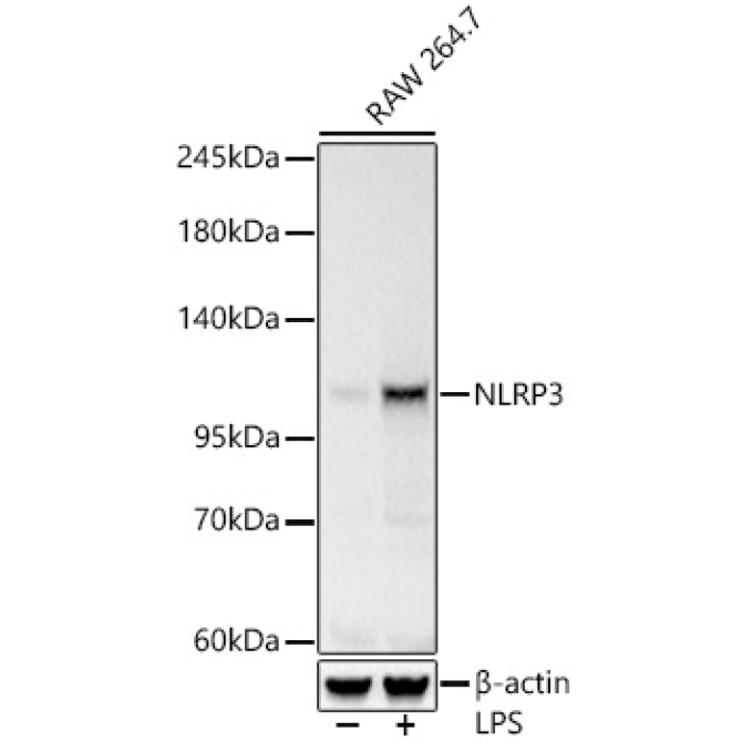 NLRP3 Rabbit Polyclonal Antibody