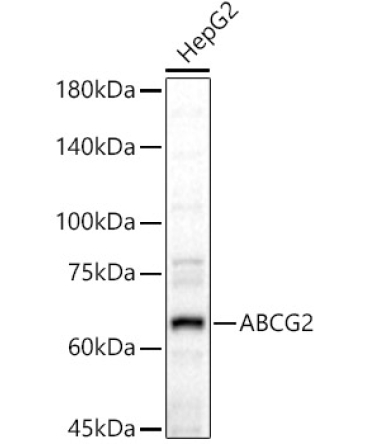 ABCG2 Rabbit Polyclonal Antibody