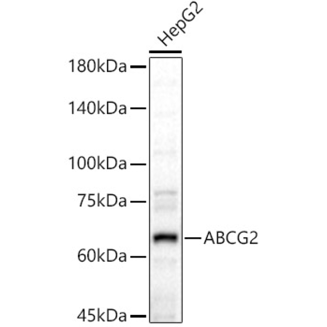 ABCG2 Rabbit Polyclonal Antibody