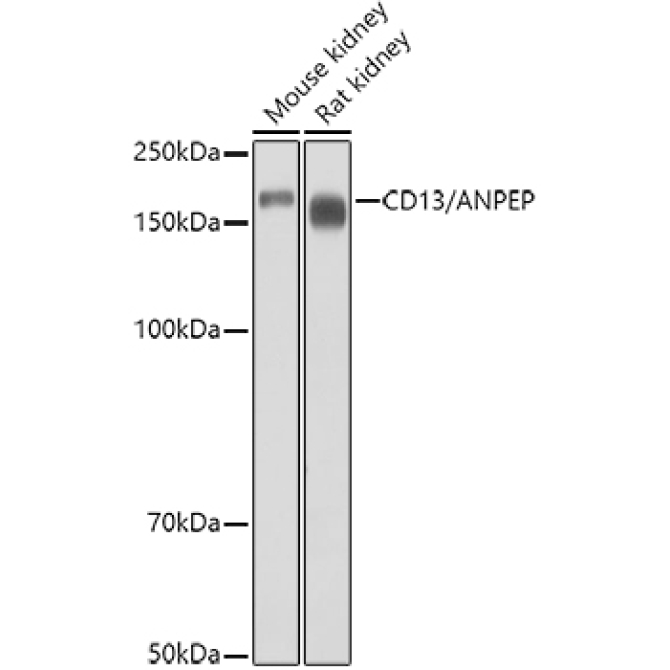 CD13/ANPEP Rabbit Polyclonal Antibody