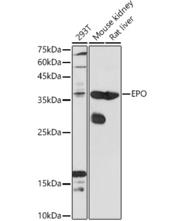 EPO Rabbit Polyclonal Antibody
