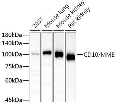 CD10/MME Rabbit Polyclonal Antibody
