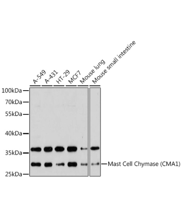 Mast Cell Chymase (CMA1) Rabbit Polyclonal Antibody