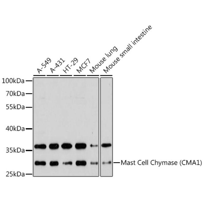 Mast Cell Chymase (CMA1) Rabbit Polyclonal Antibody